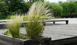 针茅养护方法 怎么养护针茅