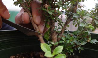 桔子扦插的方法 桔子扦插的方法是什么