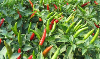 长尖椒种植方法 有什么种植的技巧