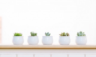 教种多肉方法 用什么盆种比较好