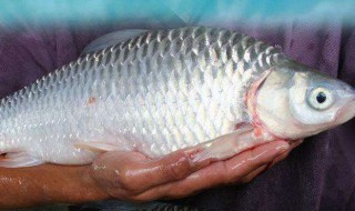 蘑菇鱼养殖方法 蘑菇鱼养殖方法是什么