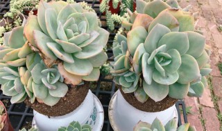 白凤的繁殖方法 白凤的繁殖方法简述