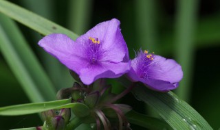 紫露草修剪方法 有什么修剪的技巧