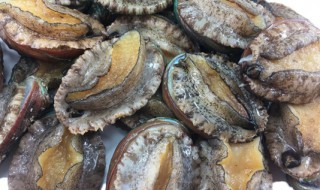 鲍鱼新养殖方法 鲍鱼的正确养殖方法