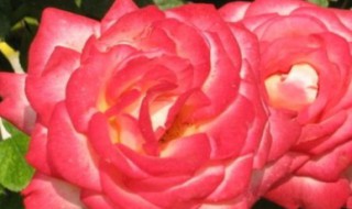 秋天月季怎么处理 处理月季的4种方法详解