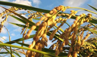 水稻施肥的技巧 水稻施肥的技巧简述