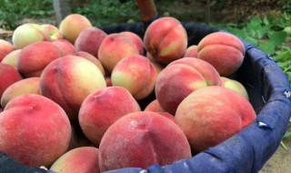 鲜桃子保存方法 鲜桃子保存方法介绍