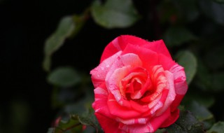 夏季移茶花方法 茶花最佳移盆时间是什么