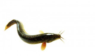 泥鳅鱼腌制方法 泥鳅鱼介绍