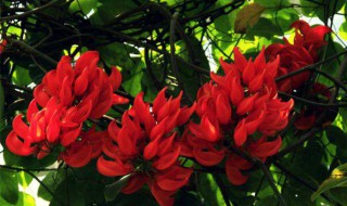 火焰藤养殖方法 火焰藤要这样养殖才正确