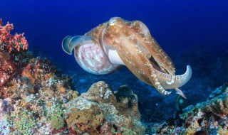 大乌贼食用方法 乌贼的食用方法有哪些