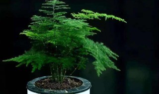 文竹的修剪方法图解 文竹如何修剪