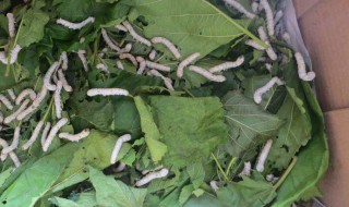 蚕丝的养殖方法 养蚕时需要注意什么