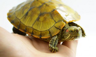 招财龟养殖方法 最科学的饲养绝招