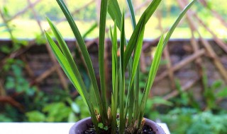 兰花养殖方法 兰花养殖方法介绍