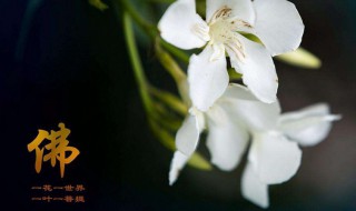 一叶一菩提一花一世界什么意思 一叶一菩提一花一世界的意思是什么