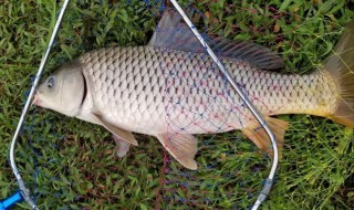 野钓鲤鱼用什么饵料最好 野钓鲤鱼用哪种饵料最好