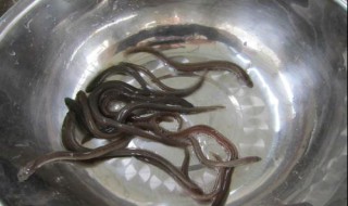 下列选项中因为价格高昂被称为软黄金的鱼类是？ 价格高昂被称为软黄金的鱼是鳗鱼苗