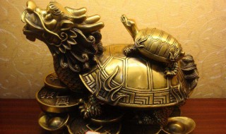 龙龟的摆放方法及禁忌 龙龟有哪些摆放方法及禁忌