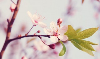 桃花怎么做花环 桃花花环做法