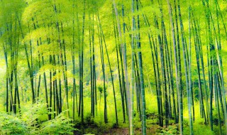 竹子被虫咬怎么处理 怎么能杀死竹子里的虫子