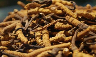 冬虫夏草泡酒方法 冬虫夏草用来泡酒的方法