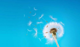 蒲公英好种植吗 蒲公英好不好种植