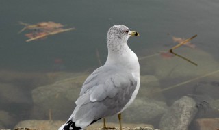 海鸥的象征意义是什么 海鸥是什么