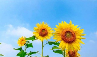 向日葵代表什么象征意义 向日葵资料介绍