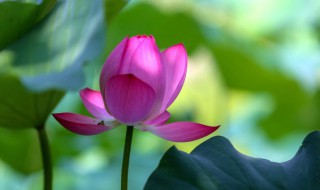 关于初夏的清新句子 有关初夏的句子