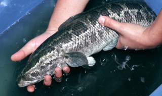 如何清洗黑鱼 怎样清洗黑鱼