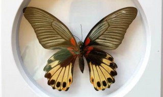 昆虫标本的制作方法 制作昆虫标本的方法