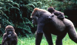 猩猩繁衍后代的方式是什么 猩猩繁衍后代的方式介绍