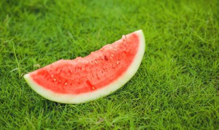 世界最小西瓜 世界最小西瓜产于哪里