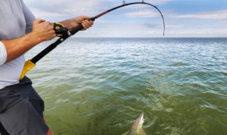 黑坑虾饵制作方法 黑坑虾饵的制作方法