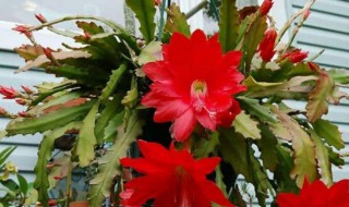 令剑荷花的养殖方法 令剑荷花的养殖方法有哪些