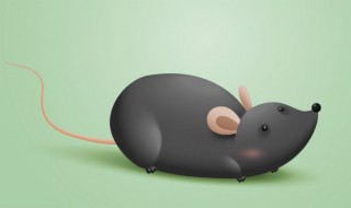 老鼠冬天会出来活动吗 老鼠冬天会不会出来活动