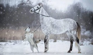 声色犬马这句话包括那几个动物 声色犬马指哪种动物