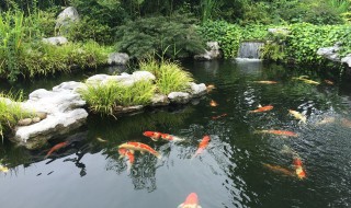 如何清洁鱼池 鱼池中有过量饲料如何清理