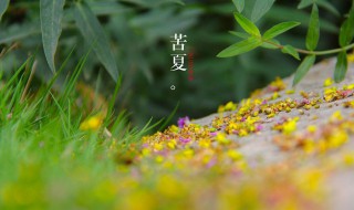 苦夏什么意思 引起苦夏的原因有哪些