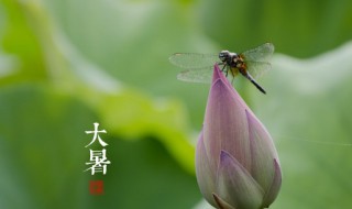 大暑怎么预防中暑 大暑预防中暑的方法