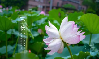 初伏中伏末伏是怎么定义的 三伏天介绍