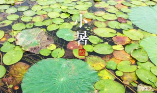 小暑怎么调理身体 小暑如何调理身体