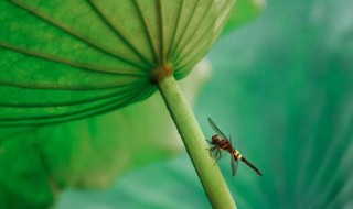 小暑怎么保养身体 小暑如何保养身体