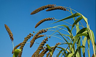 稷是什么意思 稷是哪种粮食