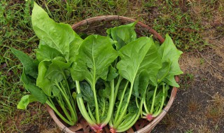 菠菜怎样储存 如何保存菠菜