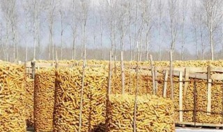 玉米怎样储存 玉米怎样储存方法