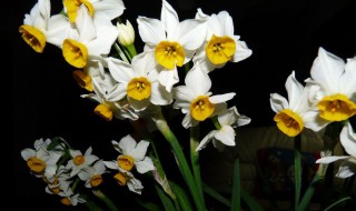 希腊神话之水仙赞歌 希腊神话之水仙赞歌简介