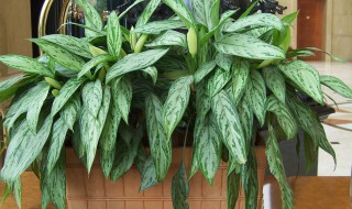 银皇后的盆栽养护方法 银皇后怎么养护长得好呢