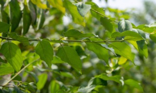 红瑞木的盆栽养护方法 红瑞木盆栽如何养殖